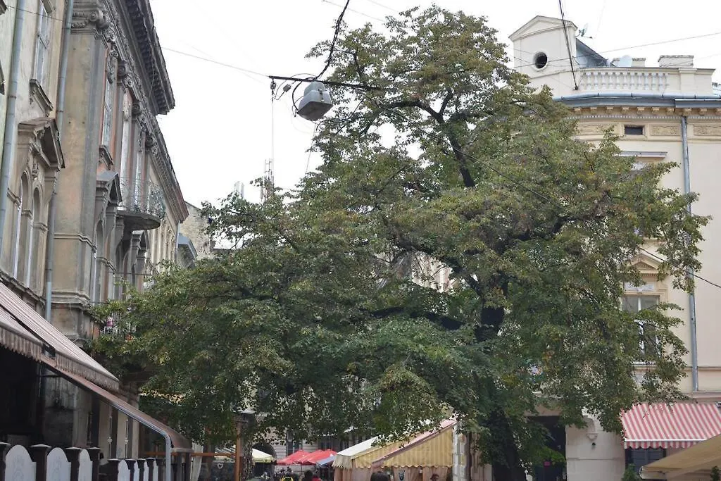 Rooms In The Center Of Lviv